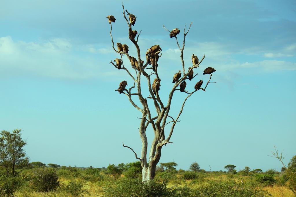 Grand Kruger Lodge And Spa Marloth Park Esterno foto